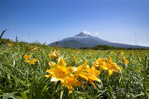 利尻富士とエゾカンゾウ（6月頃撮影）
